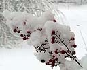 Snow Covered Nandina Berries - 1.jpg